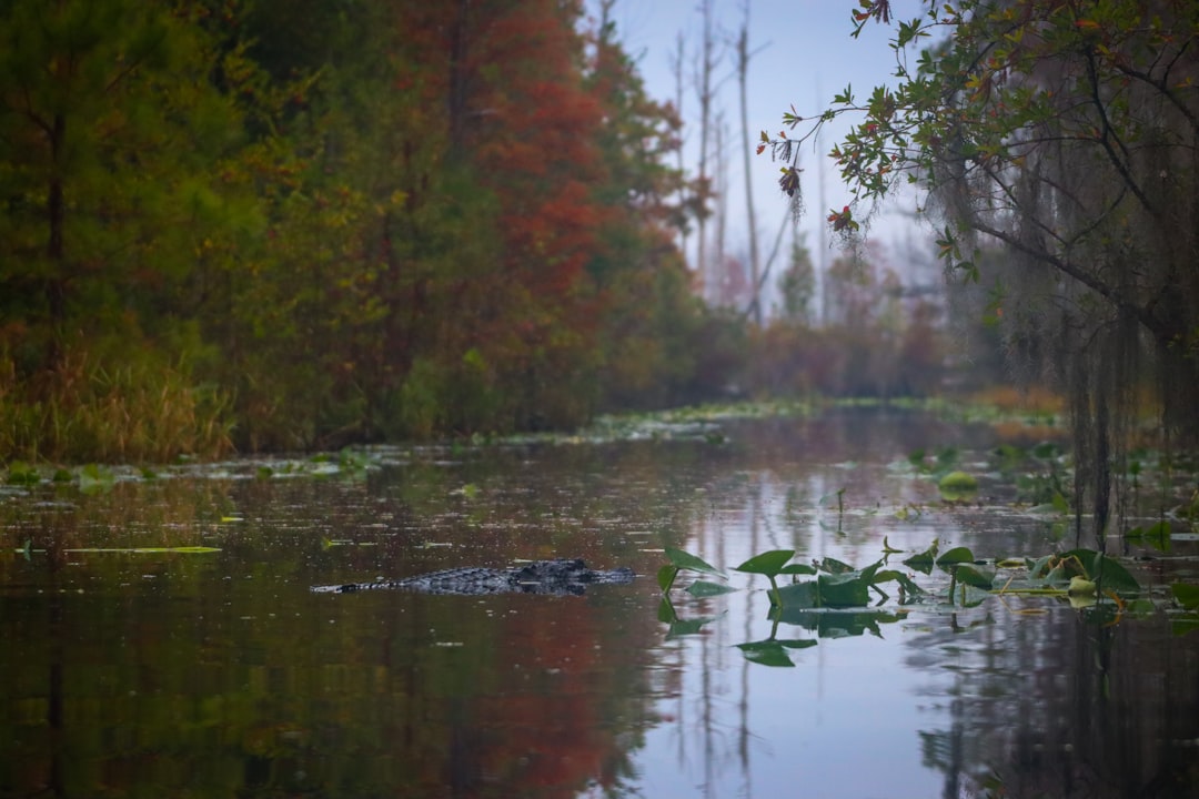 Photo Mossy swamp